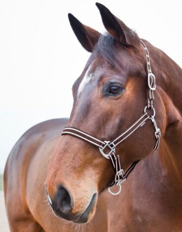 Xfull päitsed alogo